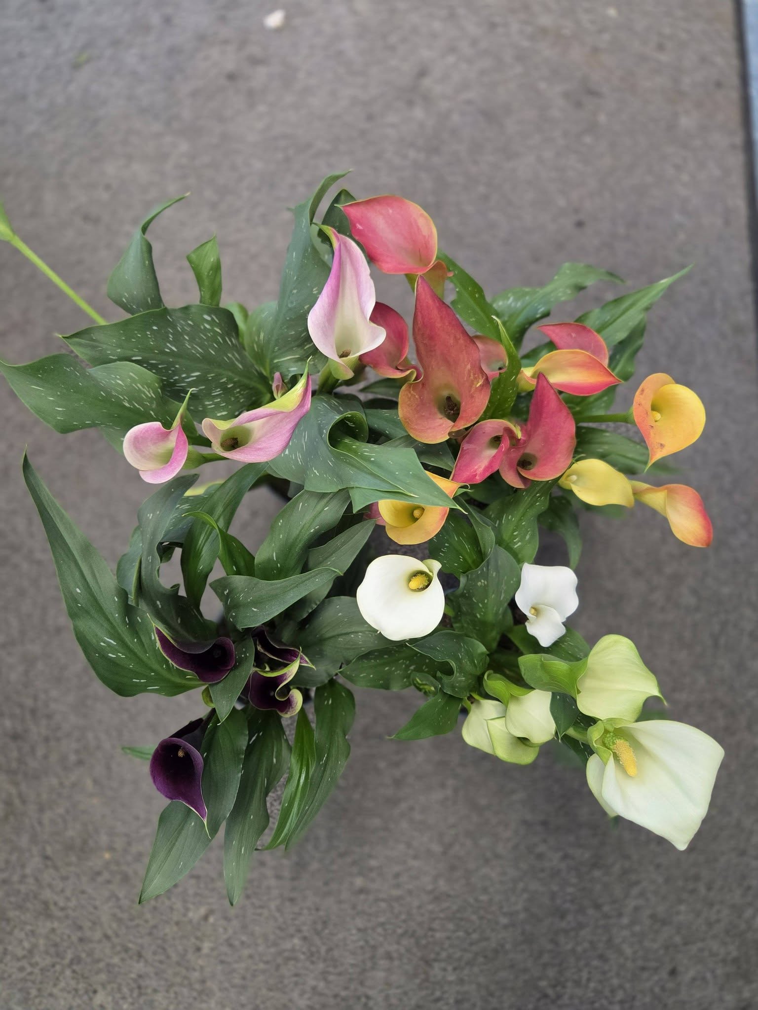Arrangement de roses pêche et crème