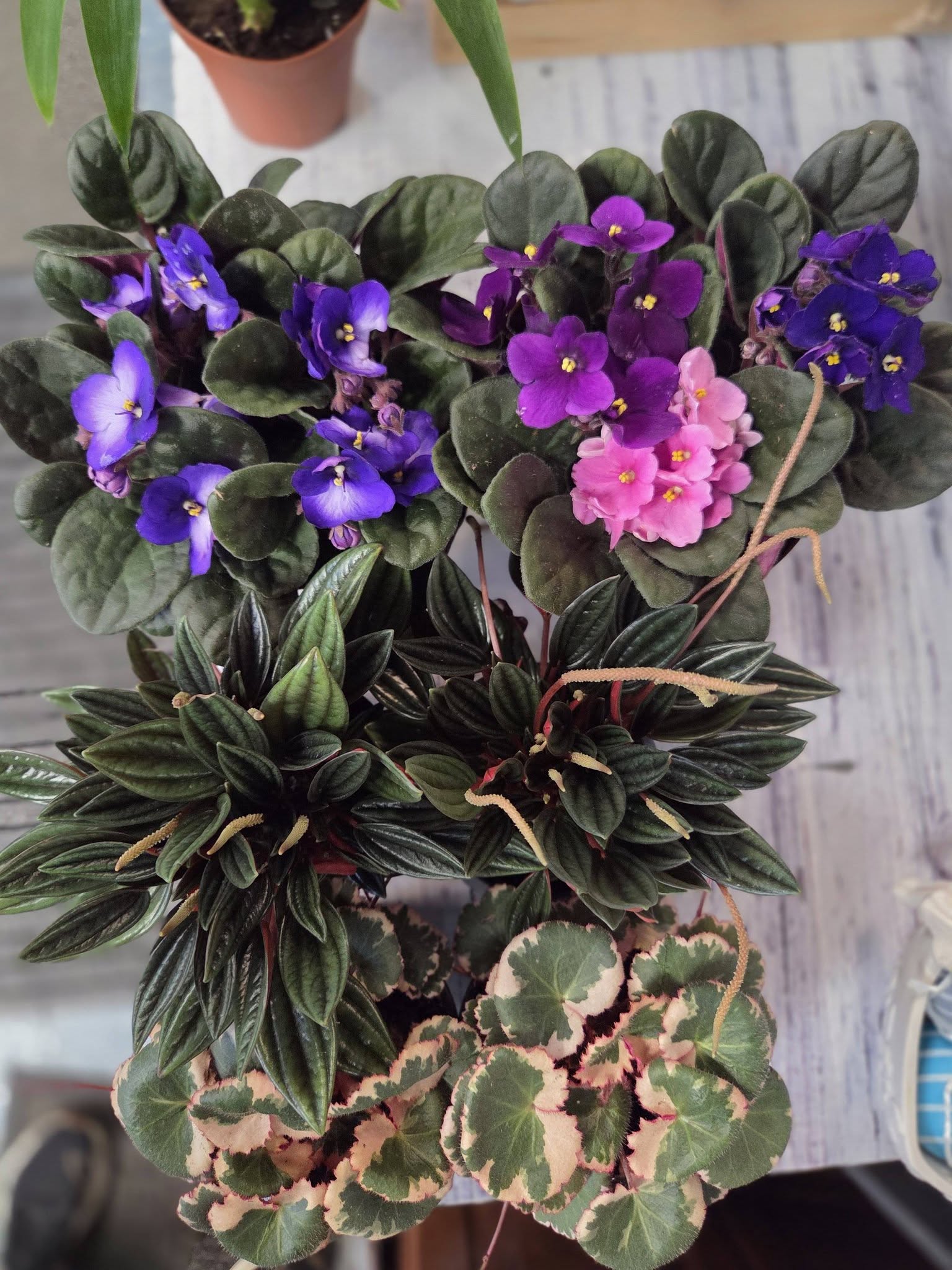 Grand arrangement d'orchidées violettes