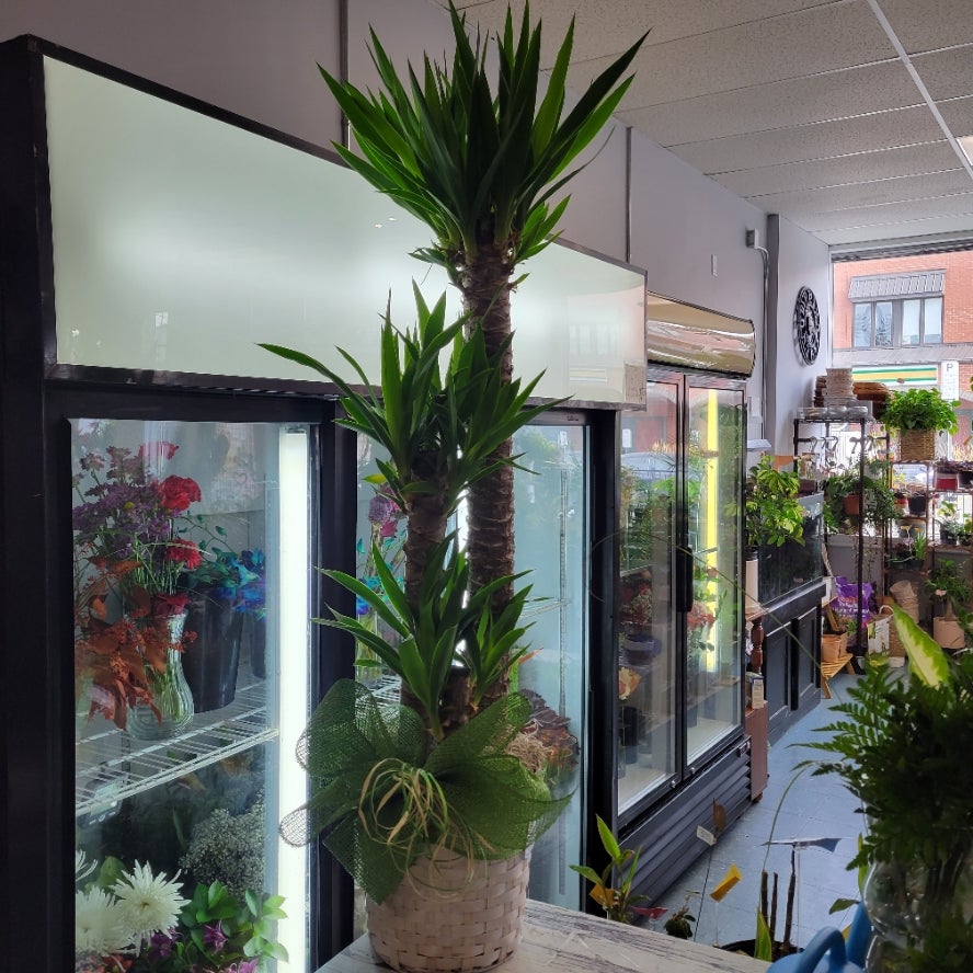 Plante d'intérieur Dracaena